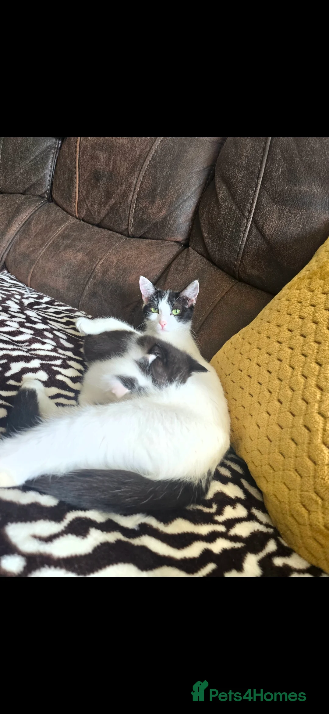 Mixed Breed cats for sale: Domestic short hair cross ragdoll kittens - Advert 2