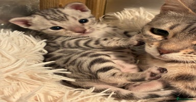 Bengal cats - Advert 6