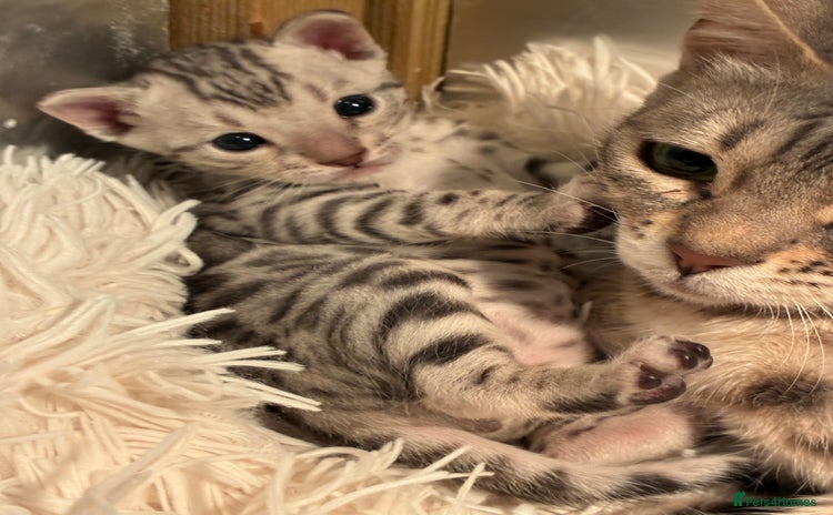 Bengal cats - Advert 4