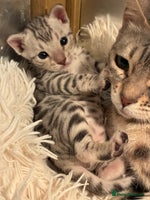 Bengal cats - Advert 6