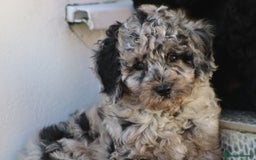 Cavapoo dogs for sale: Beautiful Cavapoochons for sale  - Image 29