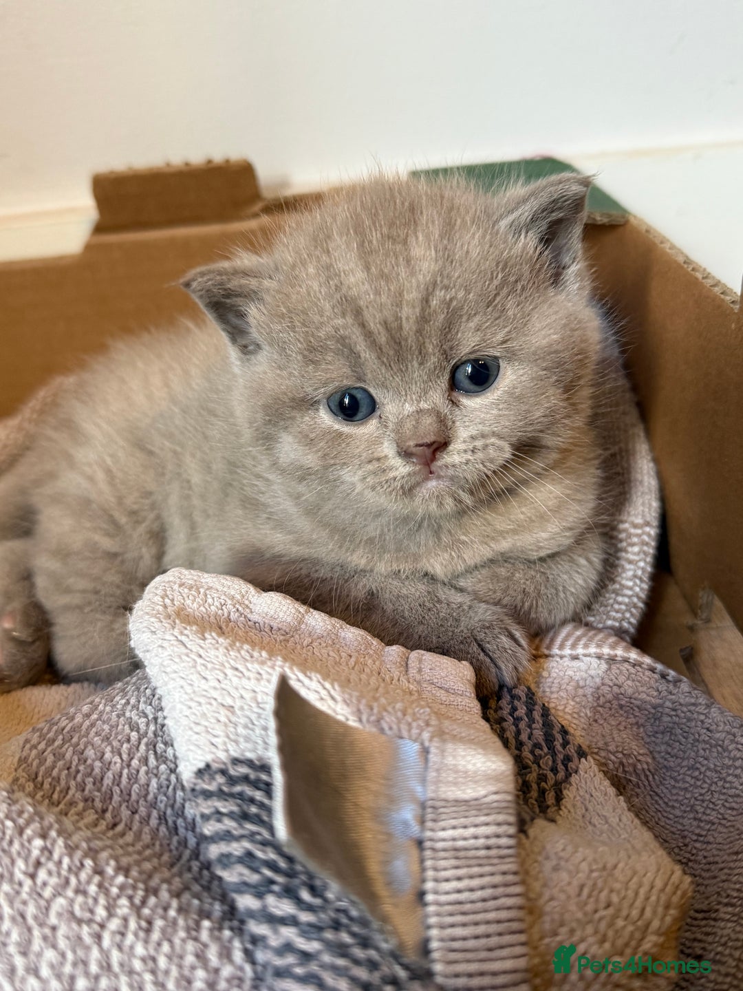 British Shorthair cats for sale: British Short hair - Image 2