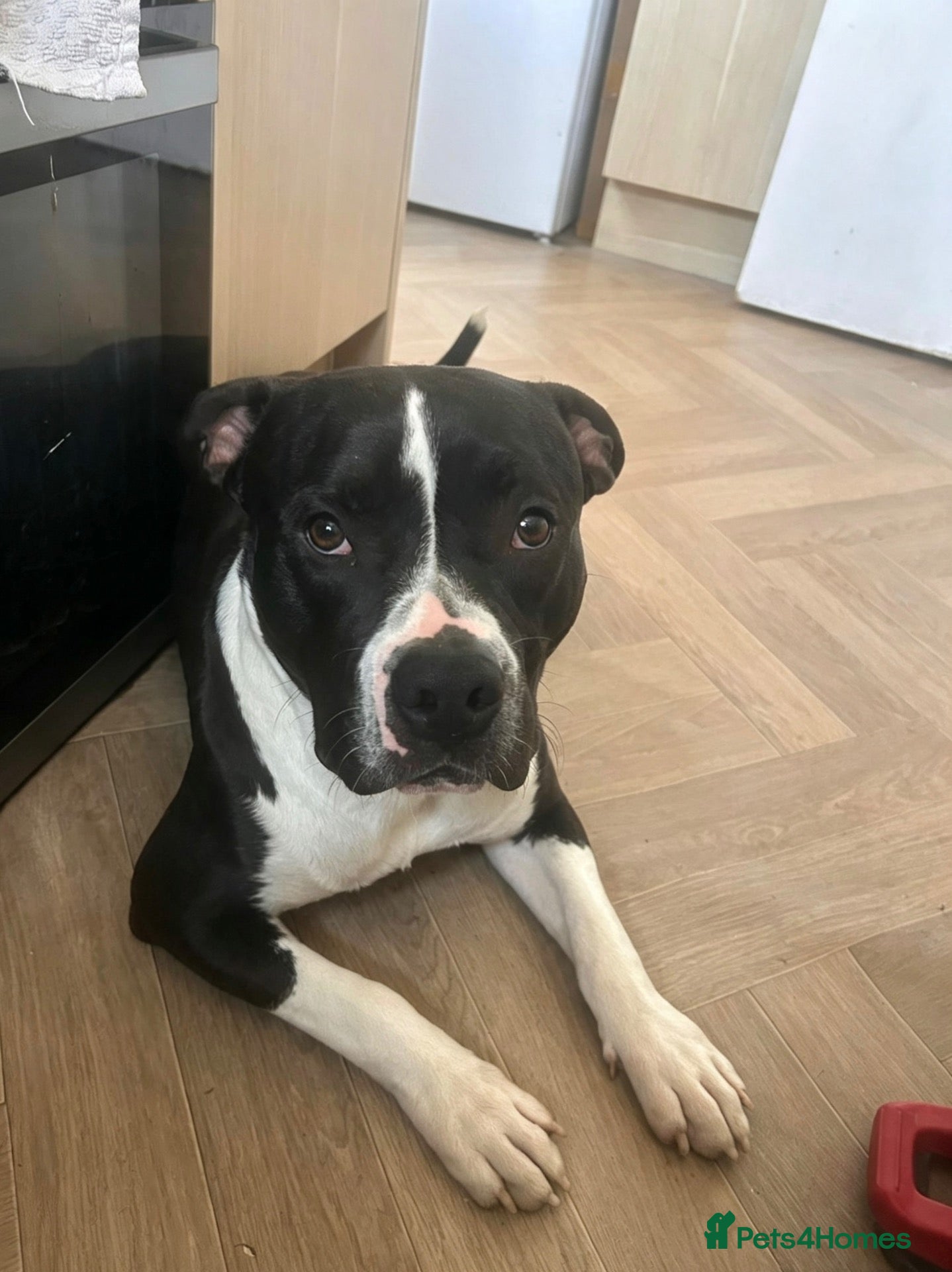 Staffordshire Bull Terrier dogs for sale: Hugo - Staffy - Advert 21