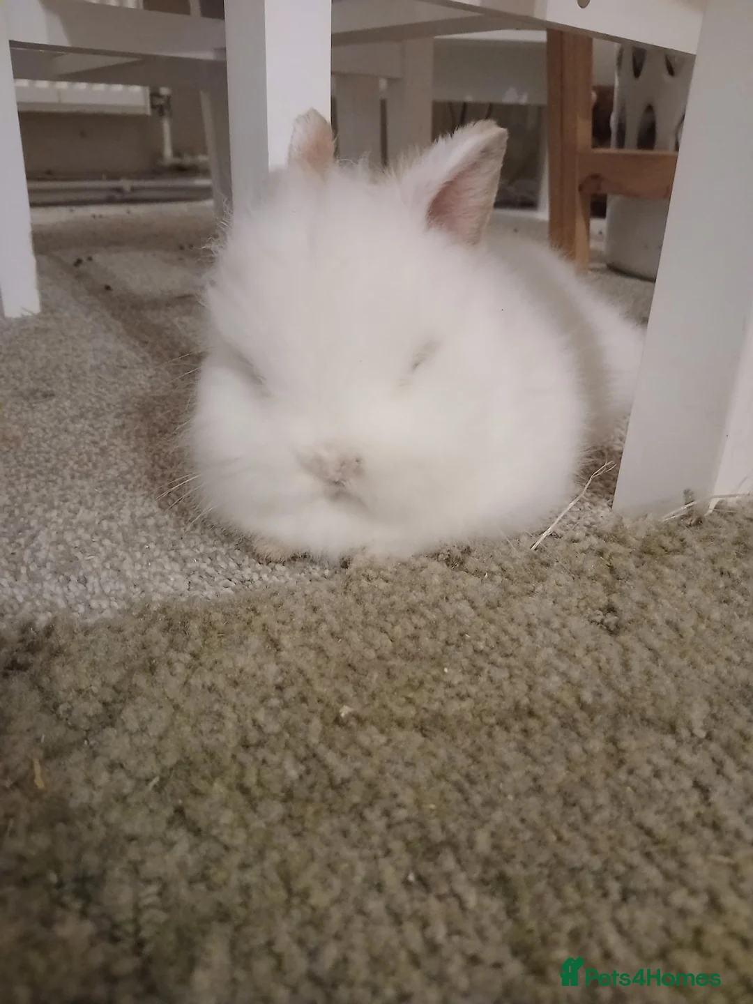 Lionhead rabbits for sale: Beautiful lionhead buck in Mansfield - Advert 2