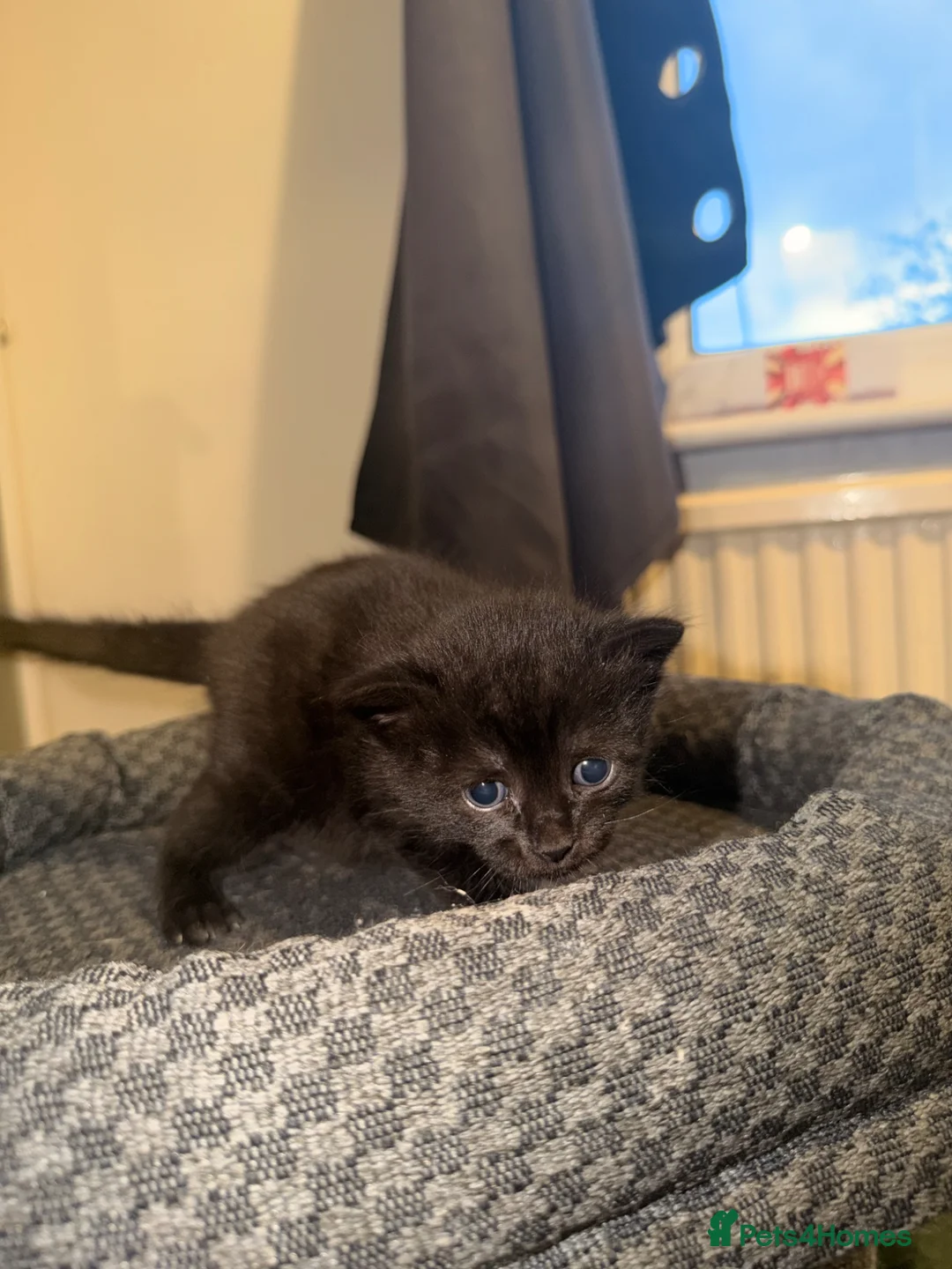 Domestic Shorthair cats for sale: 3 beautiful baby’s looking for there forever home - Advert 2