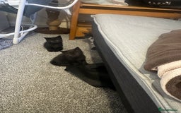 Mixed Breed cats for sale: PLS READ ADVERT! Black boy kittens  - Image 5