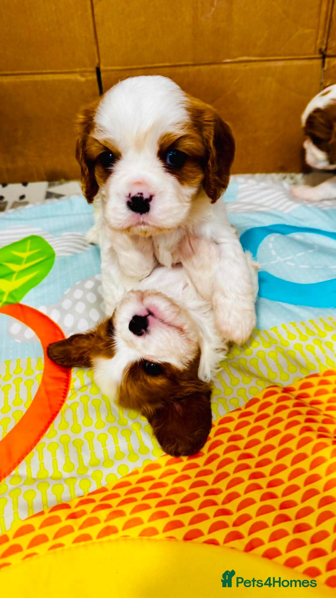 Cavalier King Charles Spaniel dogs Cavalier King Charles Spaniel - Advert 1