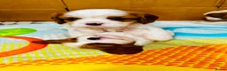 Cavalier King Charles Spaniel dogs for sale: Cavalier King Charles Spaniel - Advert 1