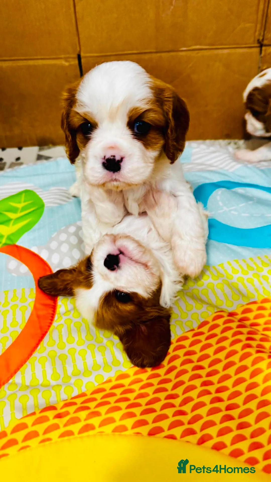 Cavalier King Charles Spaniel dogs for sale: Cavalier King Charles Spaniel - Advert 1