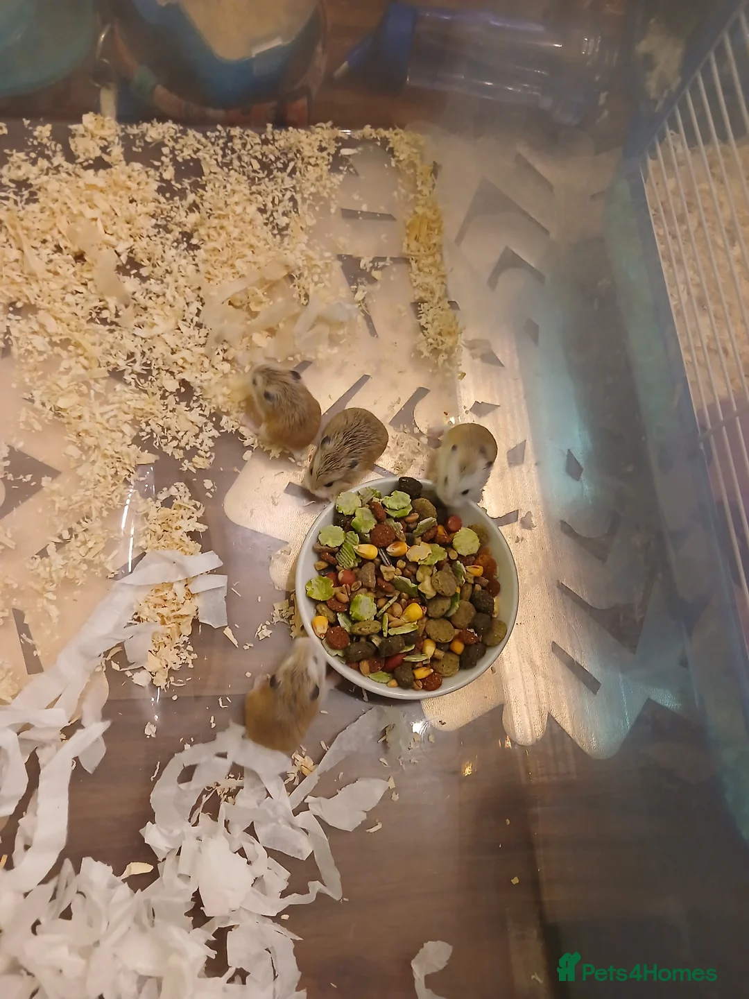 Hamster rodents for sale: Hamster - Advert 2