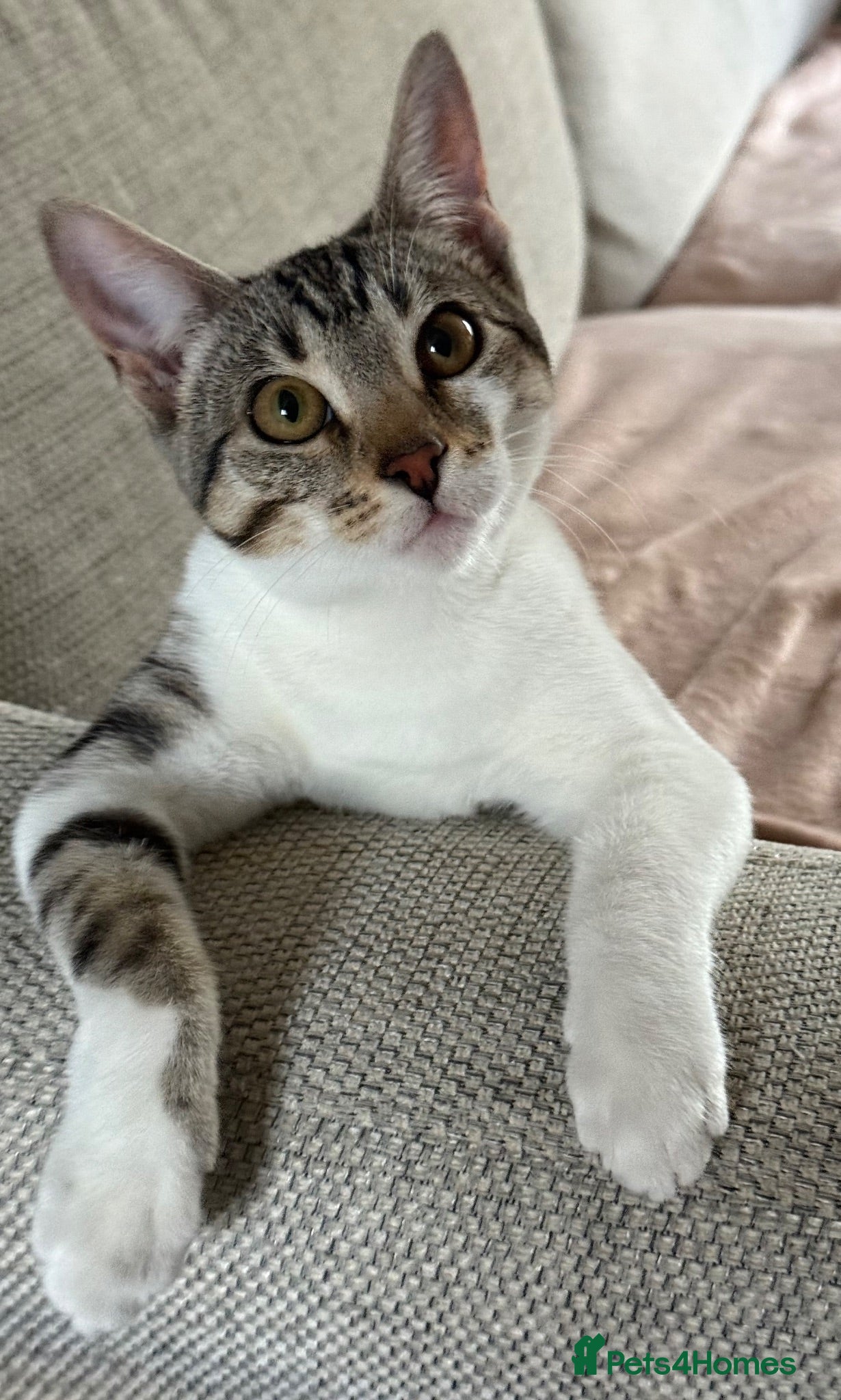 Mixed Breed cats Princess  - Advert 1