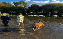 Mixed Breed dogs for sale: Hazels looking for a new home - Advert 10