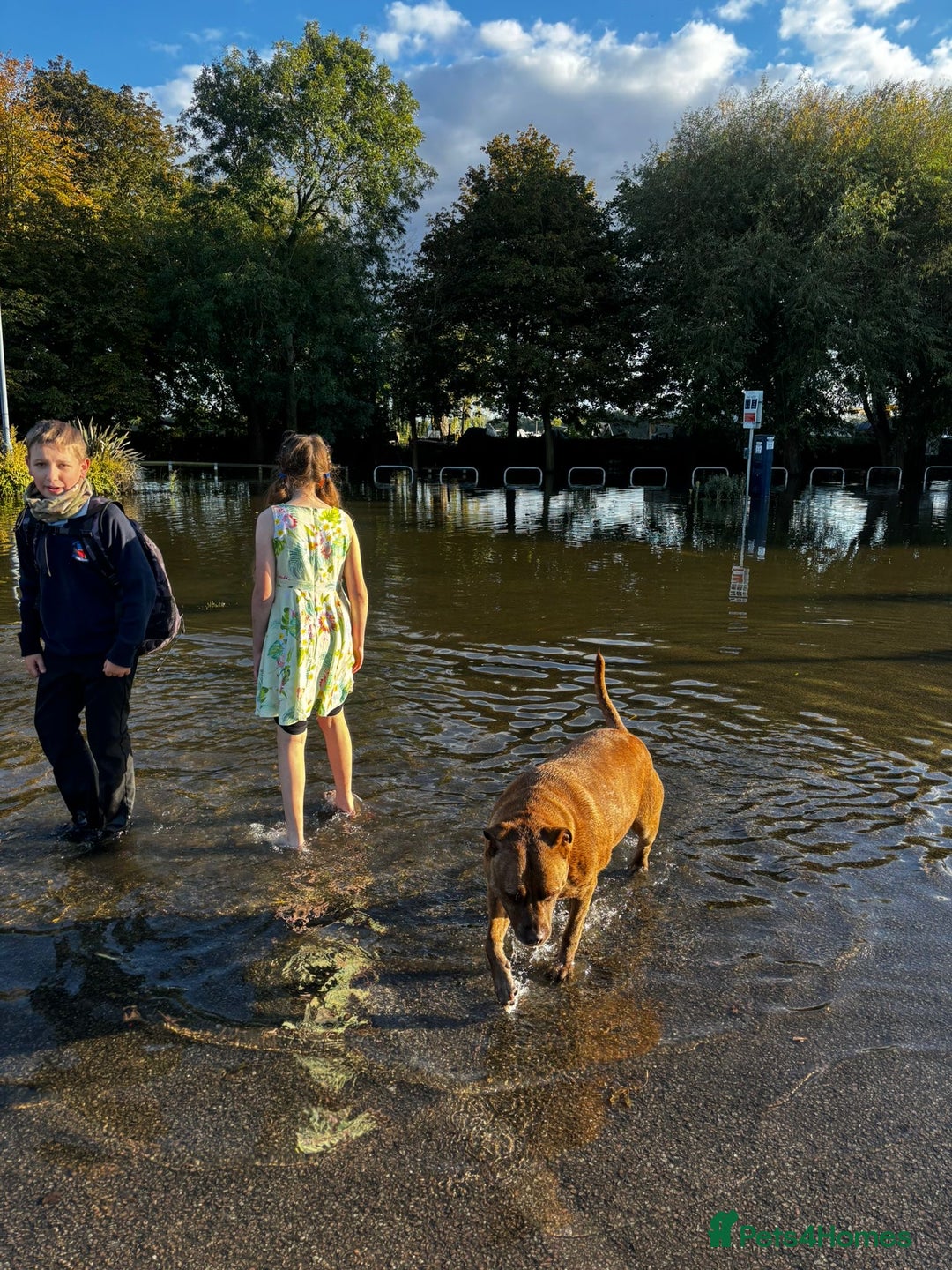 Mixed Breed dogs for sale: Hazels looking for a new home - Advert 10