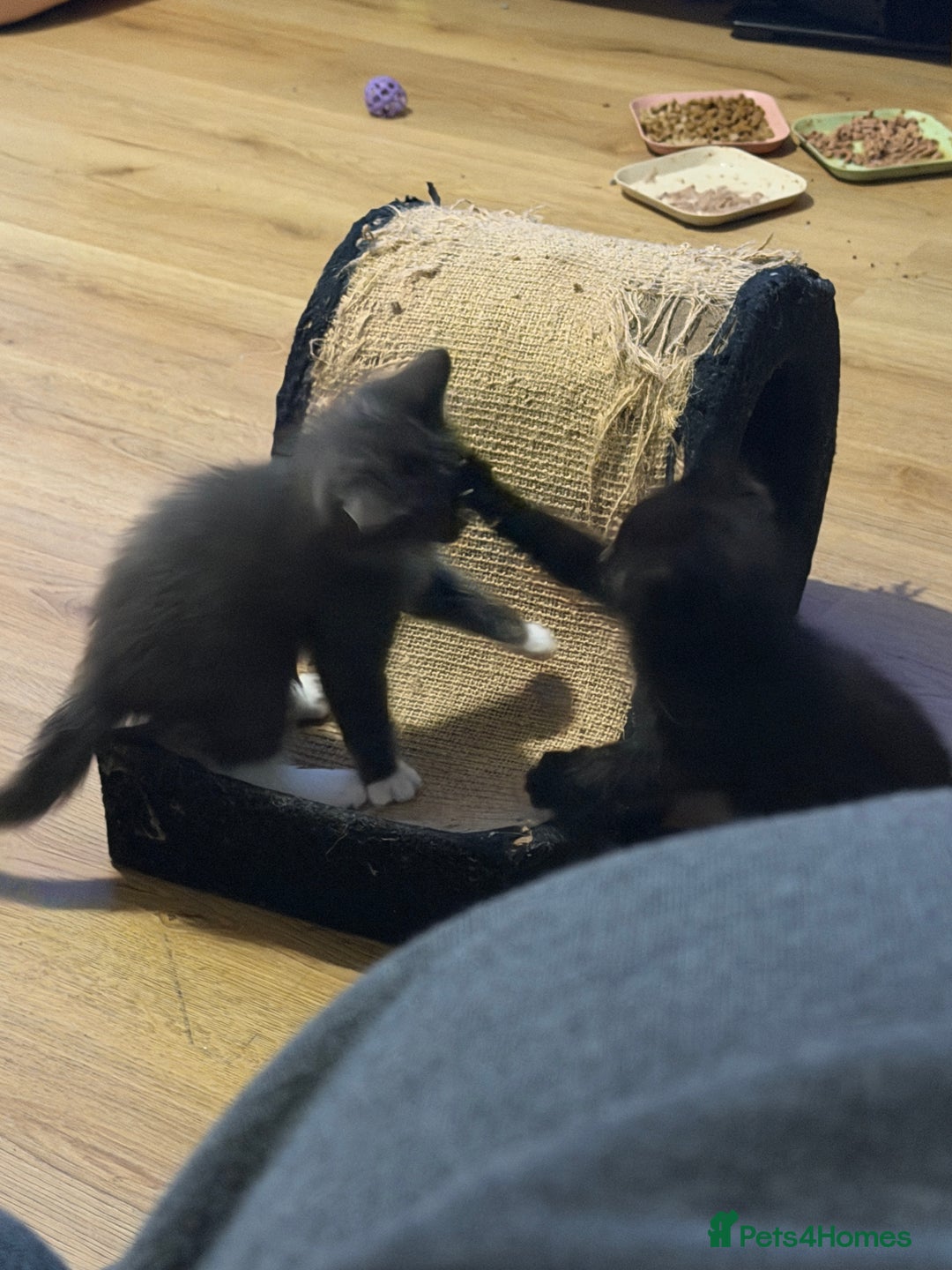 Ragdoll cats for sale: Beautiful ragdoll x domestic shorthair kittens - Image 7