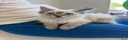 Ragdoll cats for sale: 💖 Stunning Ragdoll Kittens GCCF LAST ONE (Girl) - Advert 28