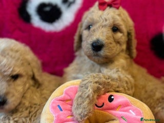 Bernedoodle dogs - Advert 2