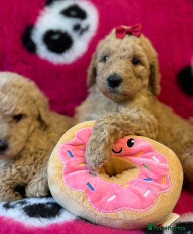 Bernedoodle dogs - Advert 2
