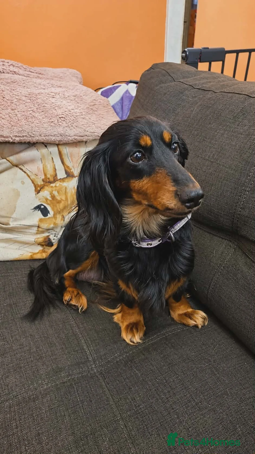 Miniature Dachshund dogs for sale: Miniature long haired dachshunds  - Advert 7