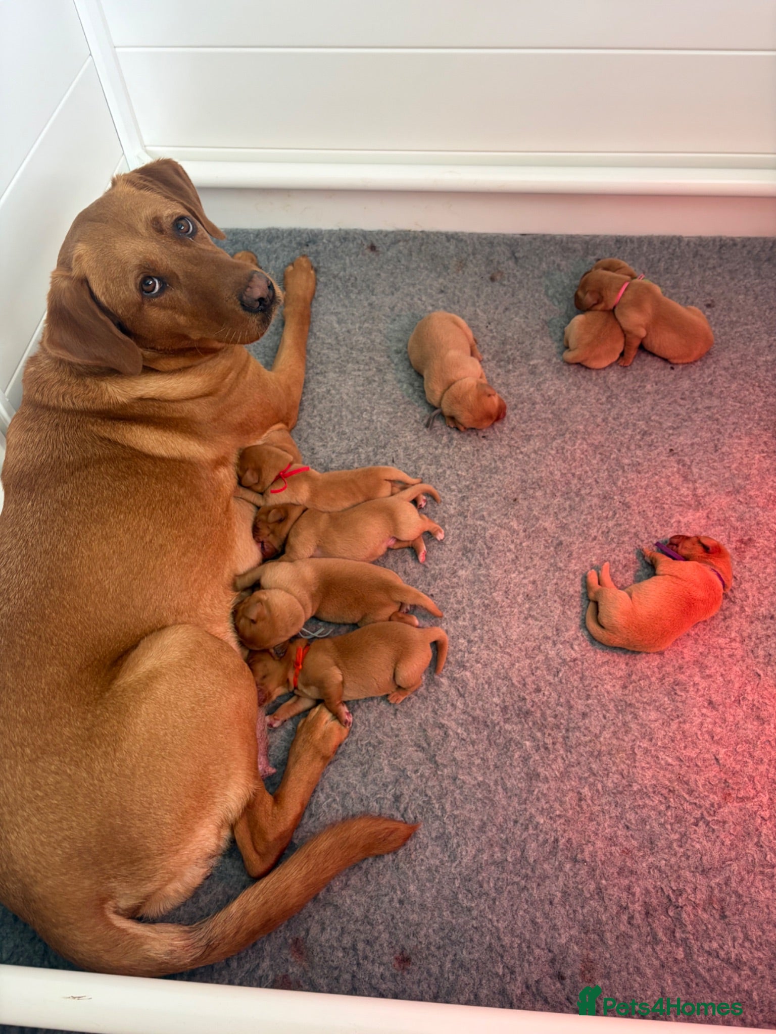 Labrador Retriever dogs Fox red Labrador puppies  - Advert 1