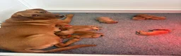 Labrador Retriever dogs for sale: Fox red Labrador puppies  in Thetford - Advert 1