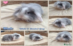 Mini Lop rabbits for sale: Adorable mini lop baby rabbits  - Image 3