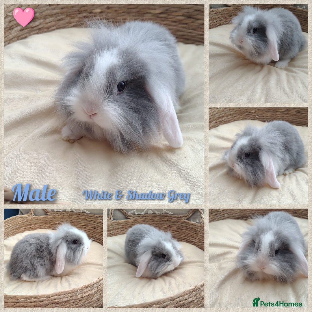 Mini Lop rabbits for sale: Adorable mini lop baby rabbits  - Image 3