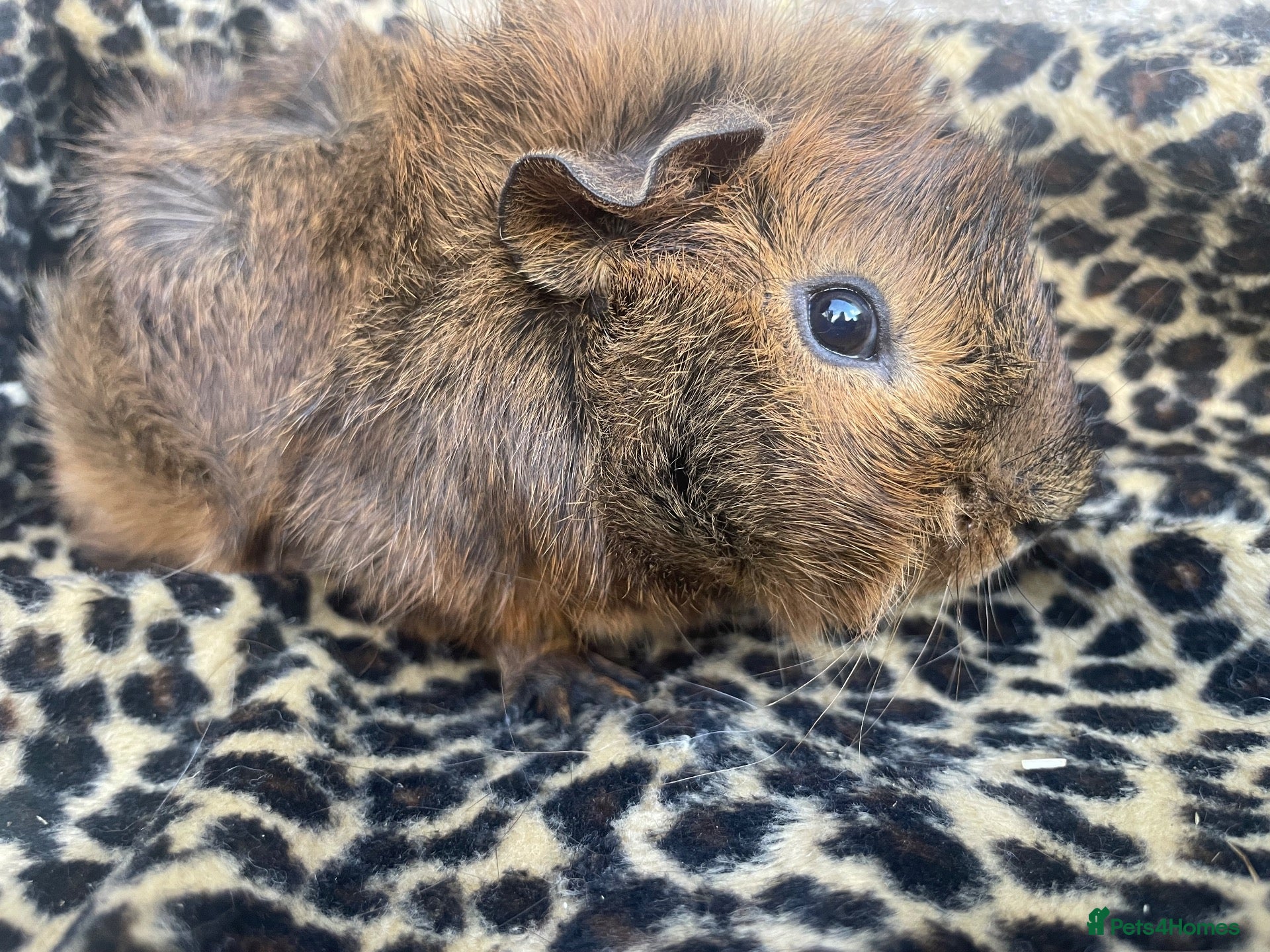 Guinea Pig rodents Guinea pig girl for sale - Advert 1