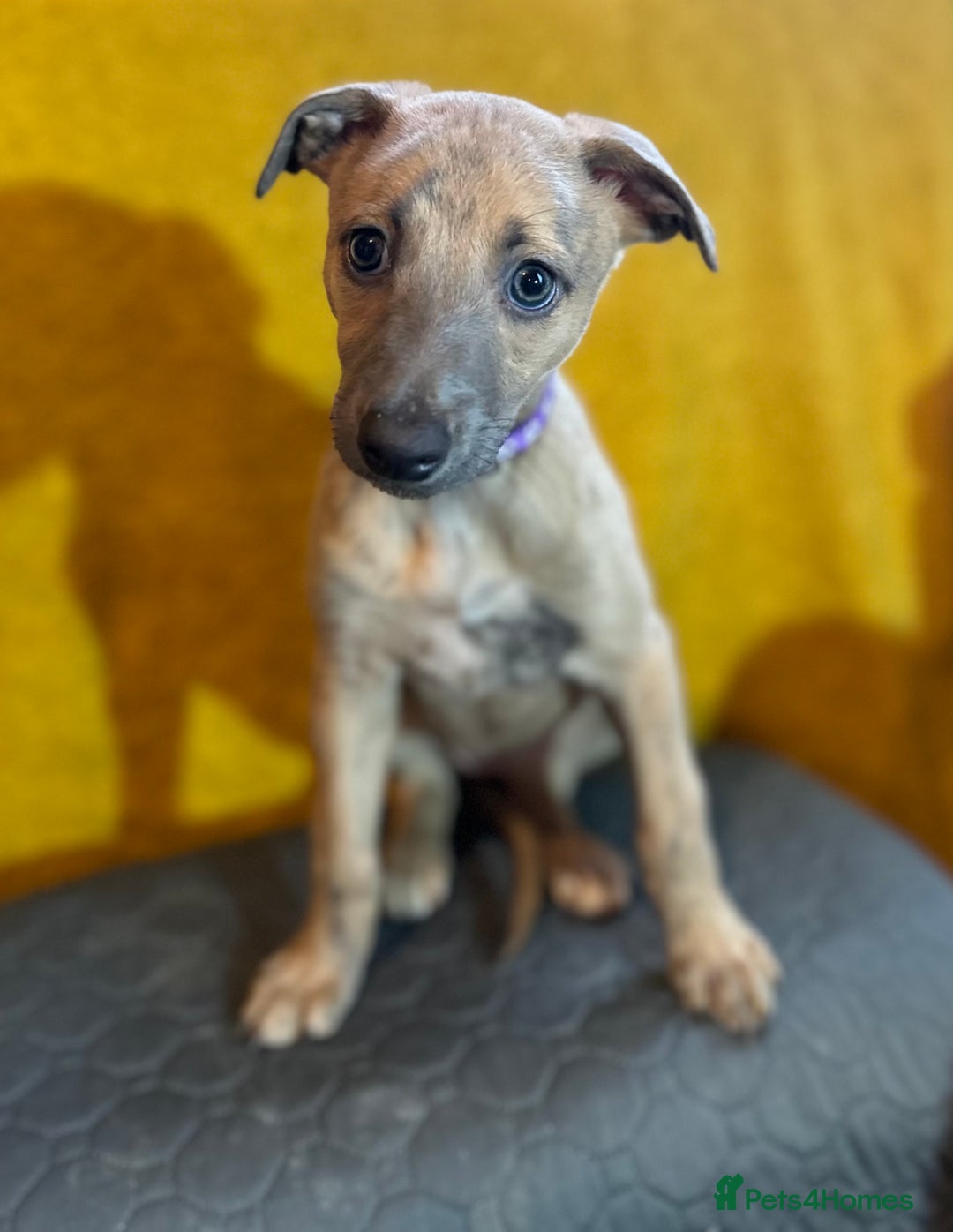 Lurcher dogs for sale: Beautiful lurcher puppies  - Advert 1