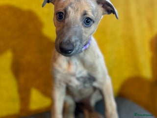 Lurcher dogs Beautiful lurcher puppies - Advert 16