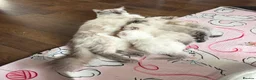 Ragdoll cats for sale: Beautiful Ragdoll Kittens - Advert 7