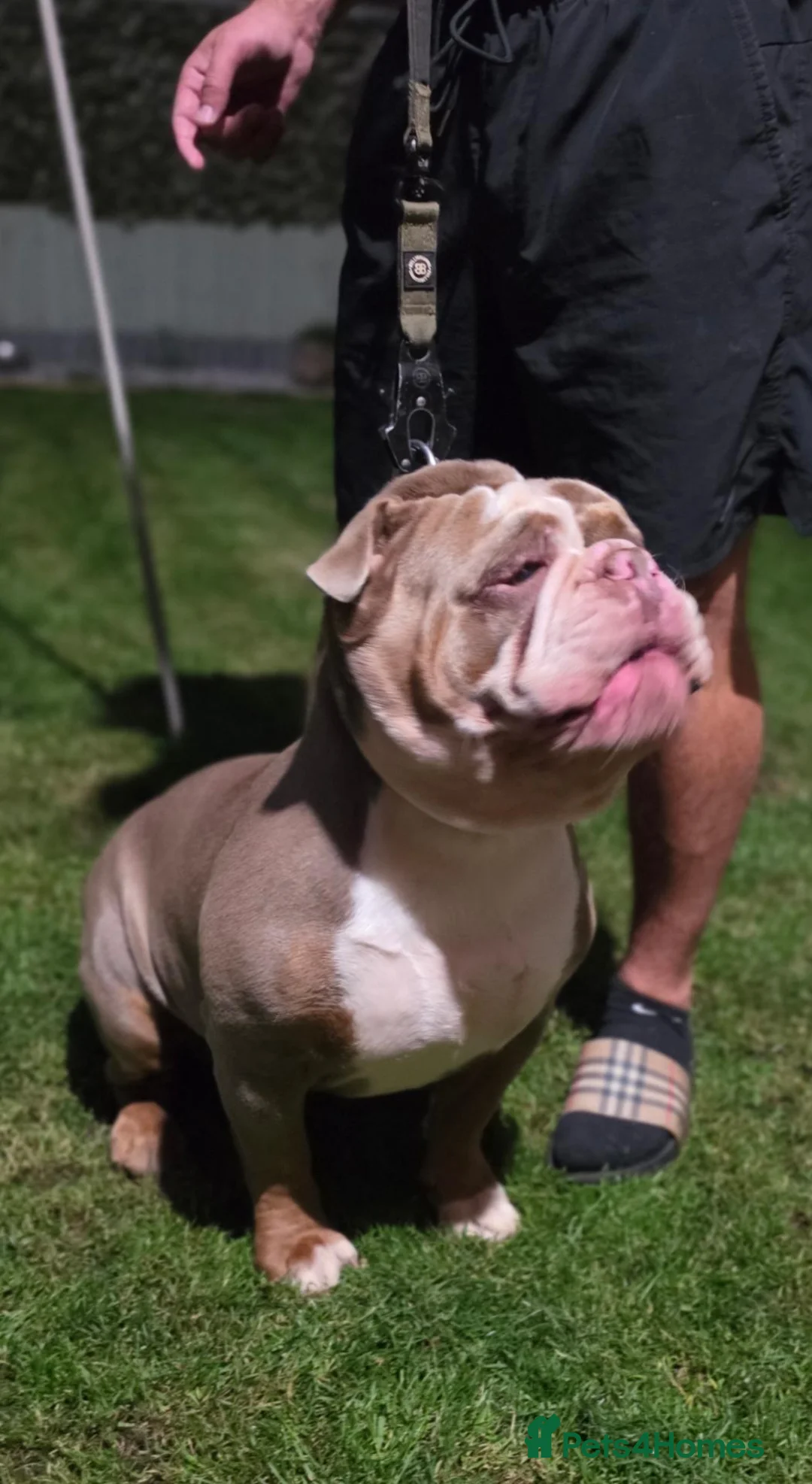 Olde English Bulldogge dogs for stud: 💥 WINSTON 💥 Spectacular Stud❗️❗️❗️ - Advert 2