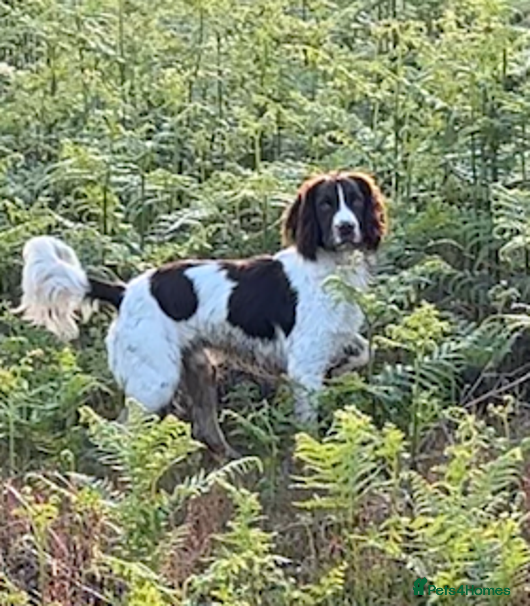 English Springer Spaniel dogs for stud: KC Reg Health Tested Springer Spaniel Stud Dog - Advert 1