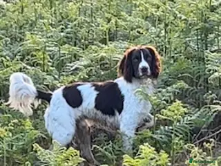 English Springer Spaniel dogs KC Reg Health Tested Springer Spaniel Stud Dog - Advert 11