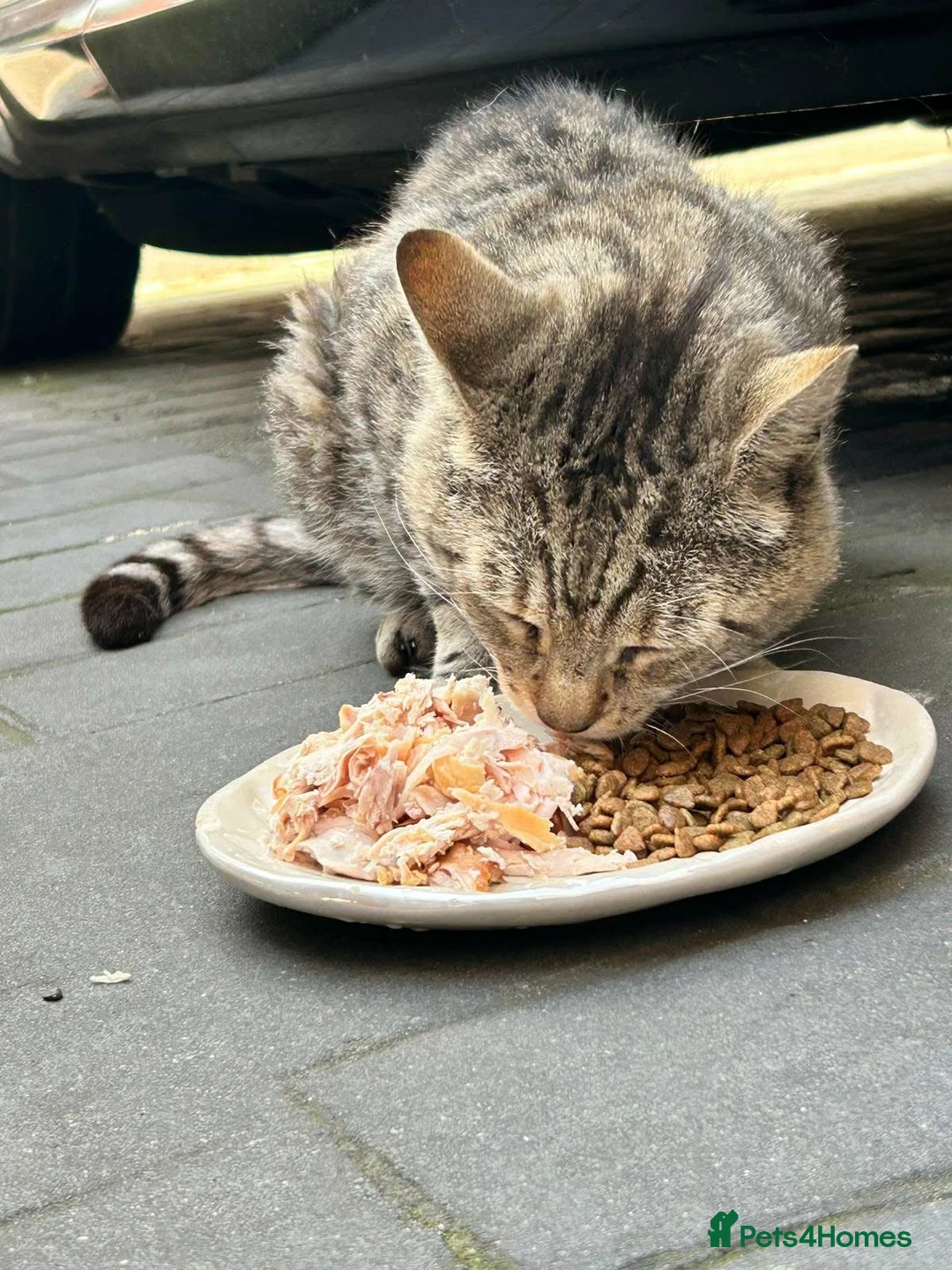 Mixed Breed cats for sale: 8 year old Rescue male looking for a cosy home - Advert 2