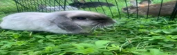 Netherland Dwarf rabbits for sale: URGENT 1 LEFT - Advert 4