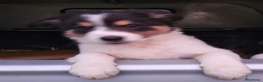 Border Collie 2