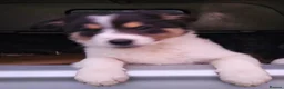 Border Collie dogs for sale: Beautiful Border Collie Puppies - Advert 17