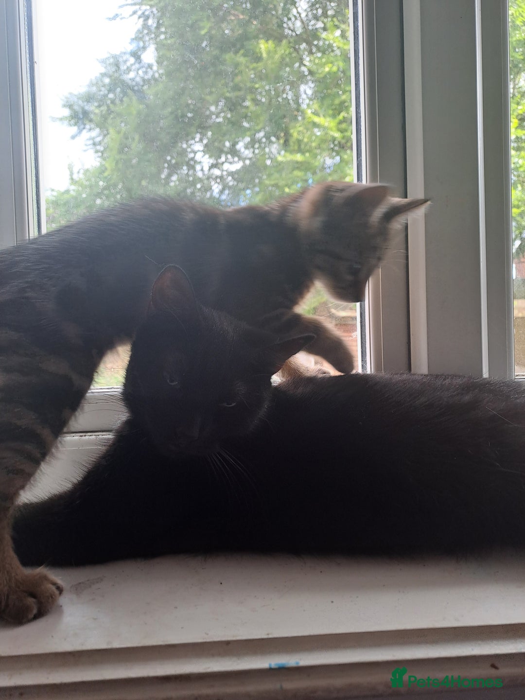 Mixed Breed cats for sale: Beautiful Tabby Male  - Advert 4