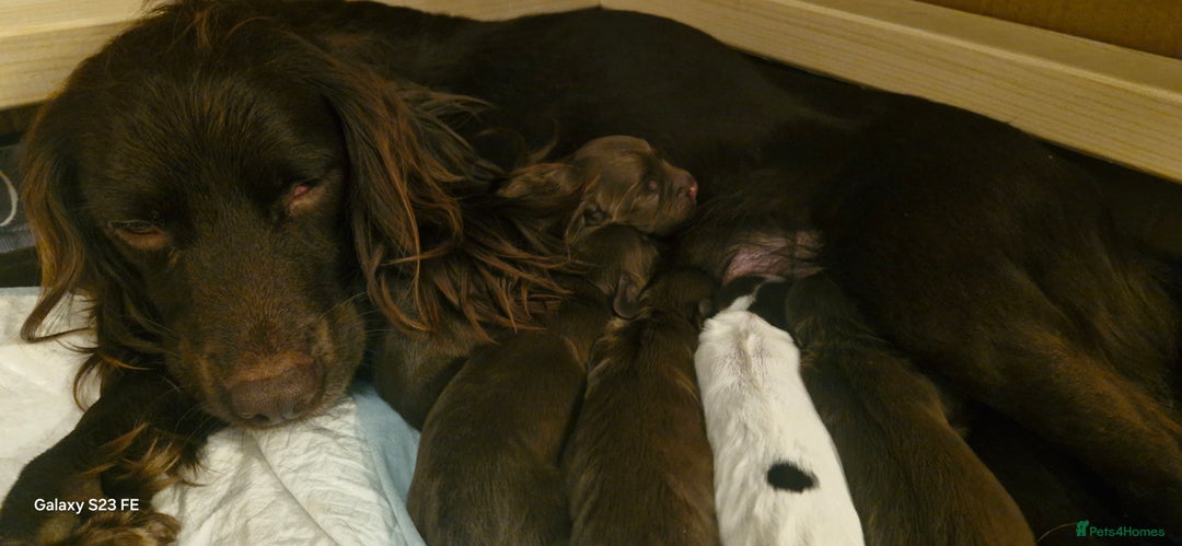 Cocker Spaniel dogs for sale: 5 Beautiful working cocker spaniel puppies  - Advert 11