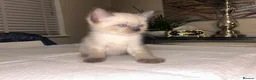 Ragdoll cats for sale: Ragdoll kittens in Wakefield - Advert 7