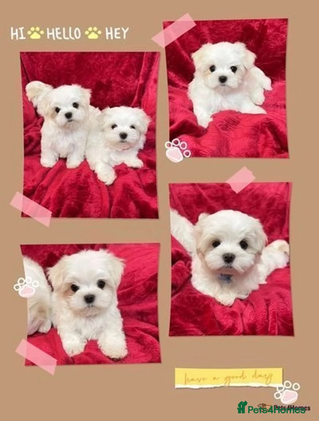 Maltese dogs for stud: STUNNING 💎DIAMOND💎 OPEN AT STUD HEALTH TESTED in Grays - Advert 31