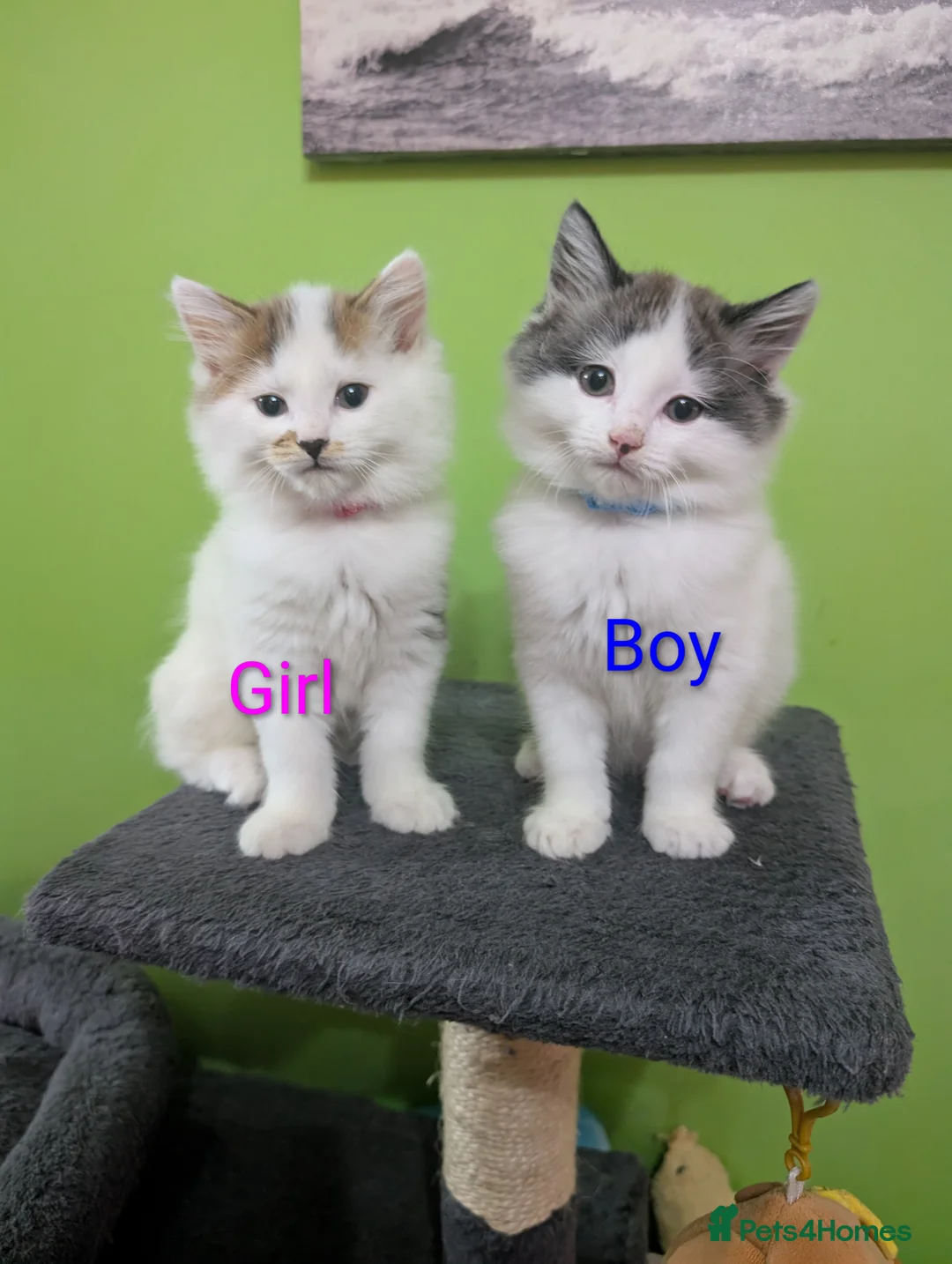 Siberian cats for sale: Siberian crossed kittens  - Advert 1