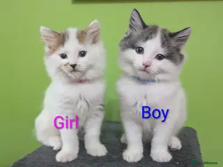 Siberian cats Siberian crossed kittens - Advert 1