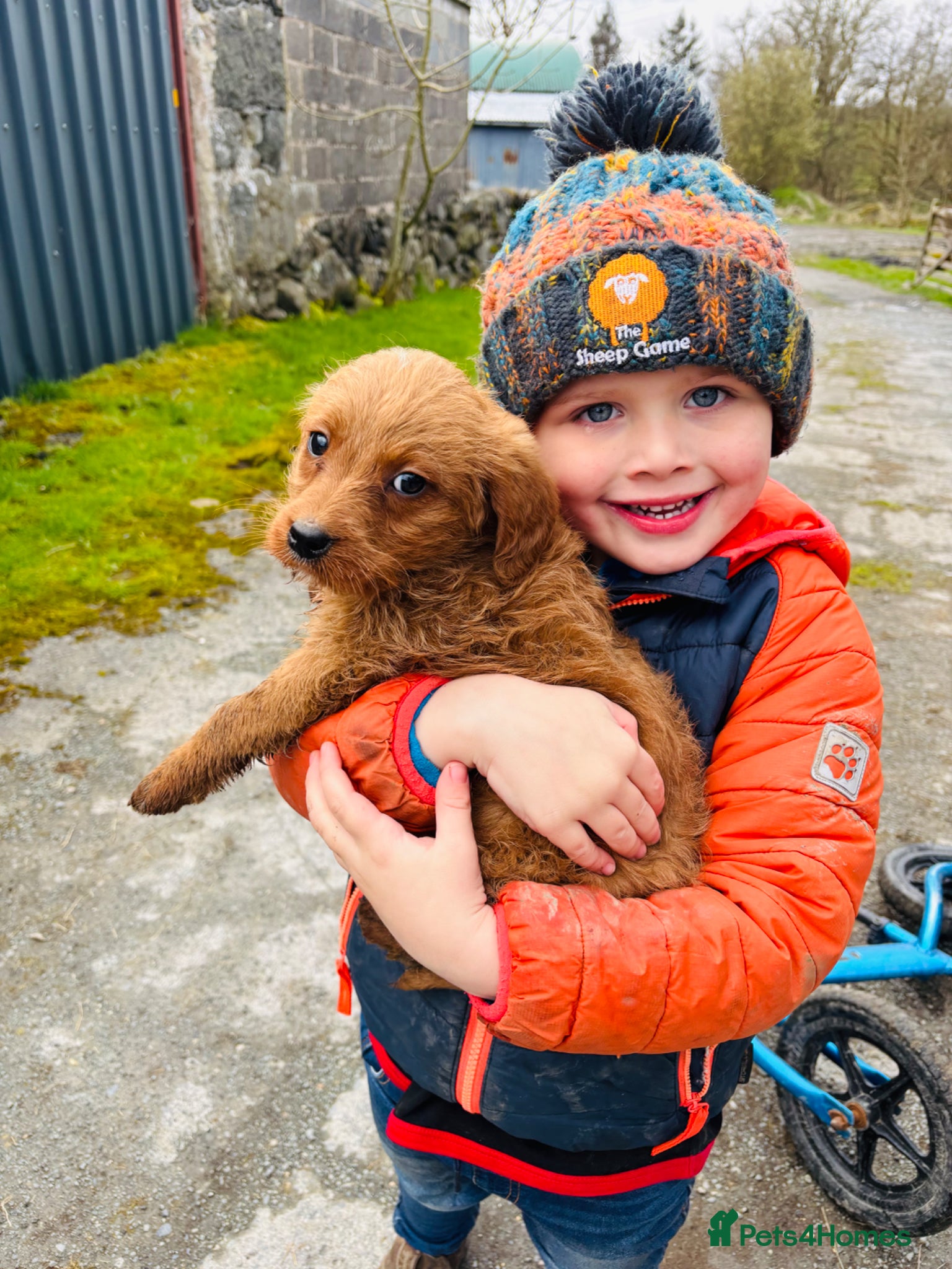 Labradoodle dogs Beautiful labradoodle puppies for sale - Advert 1