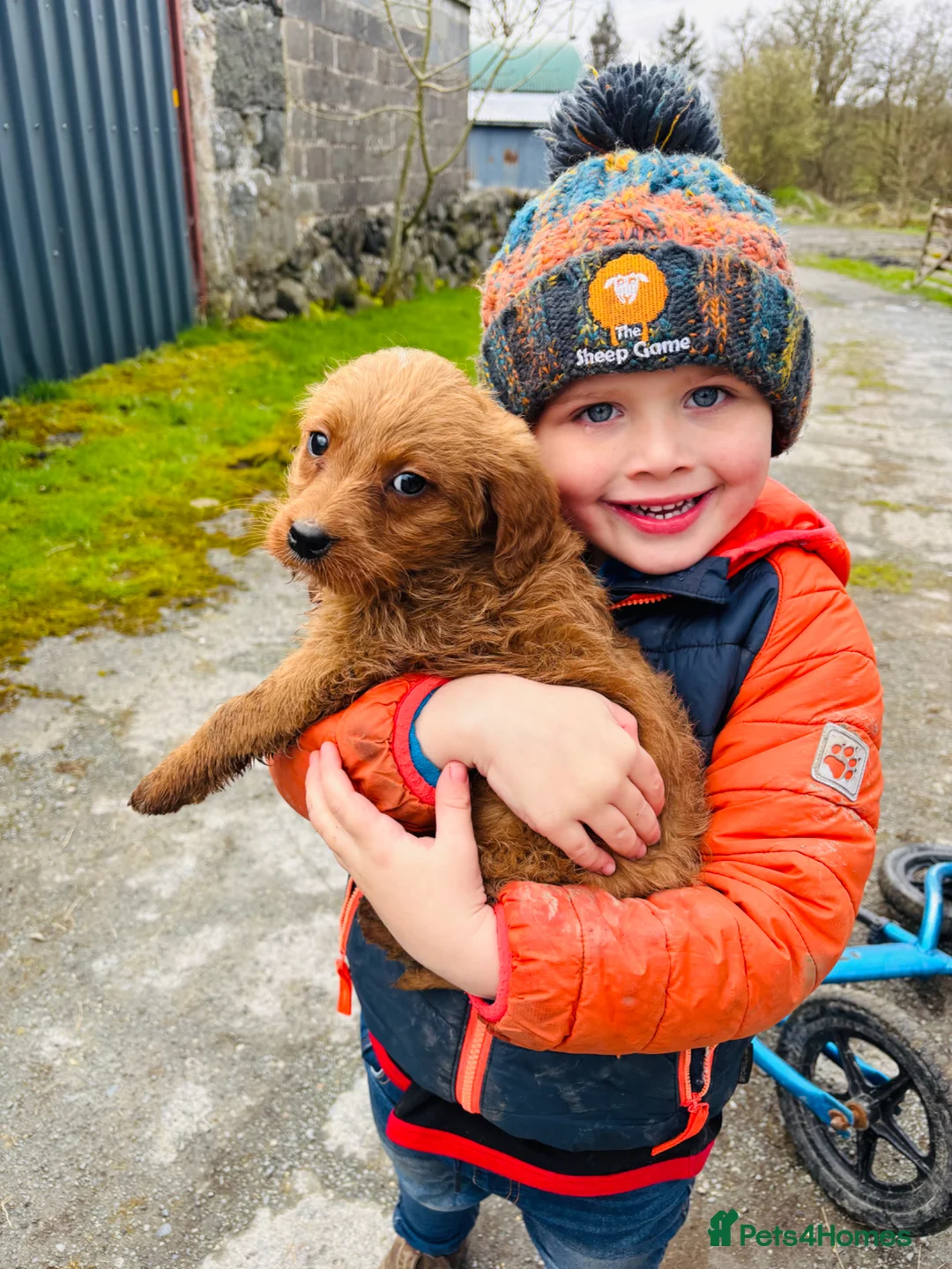 Labradoodle dogs for sale: Beautiful labradoodle puppies for sale - Advert 1