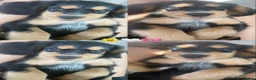 Cocker Spaniel dogs for sale: Beautiful english cocker spaniels leave 24th July  - Advert 31