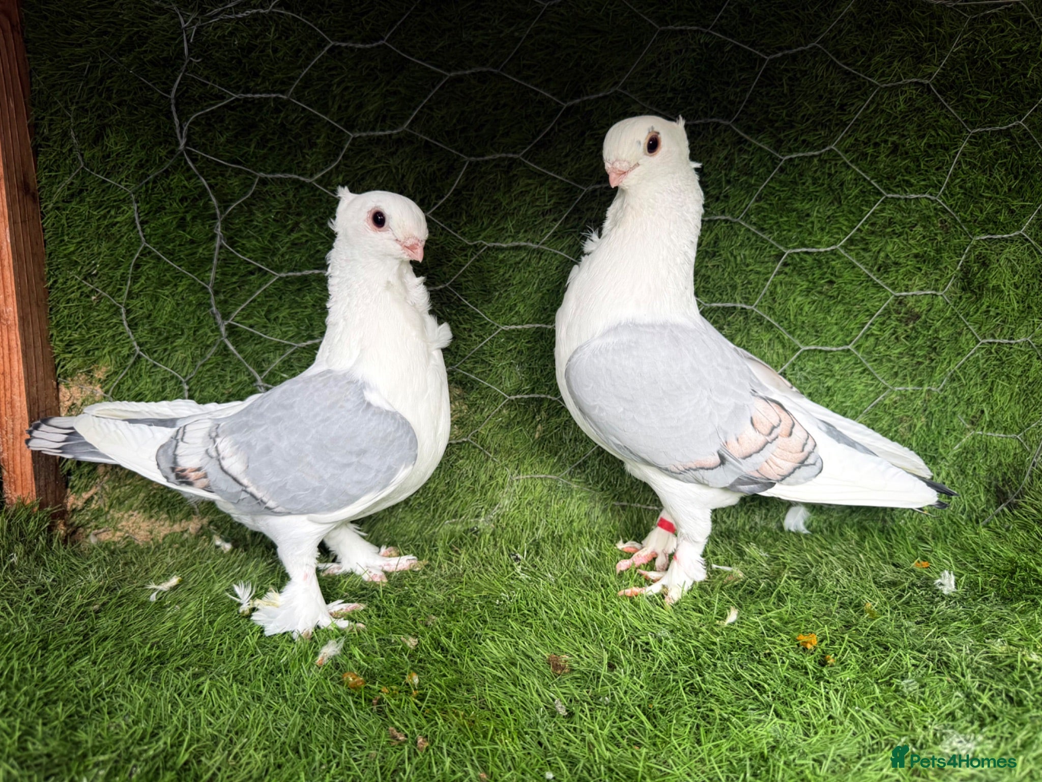 Pigeons birds Premium Breeding Pigeons Top Quality Pairs Availab - Advert 1