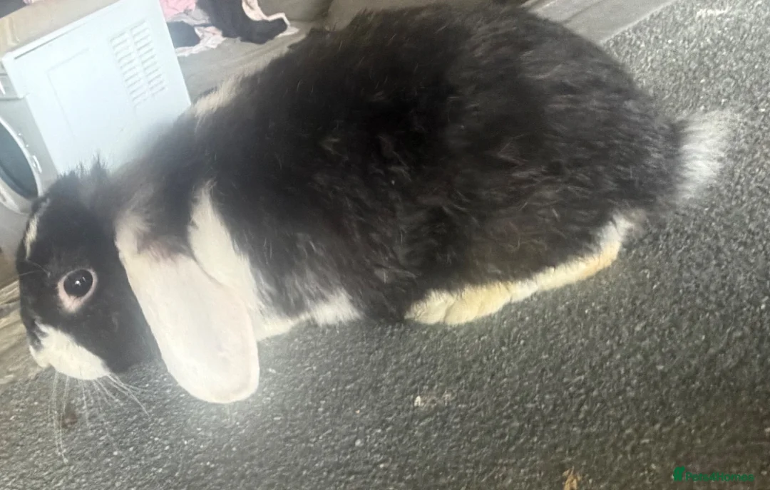 Mini Lop rabbits for sale: Mini lop looking for a new home  - Advert 4