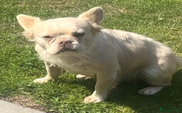 French Bulldog dogs for sale: Gorgeous fluffy Frenchie female  - Image 18