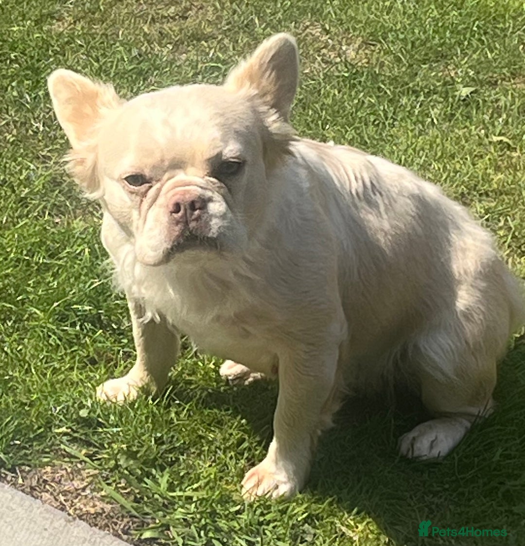 French Bulldog dogs for sale: Gorgeous fluffy Frenchie female  - Image 18